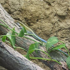 Rainbow Skink (Mabuya quinquetaeniata)
