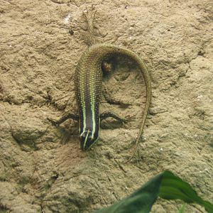 Bornean Striped Skink (Dasia vittata)