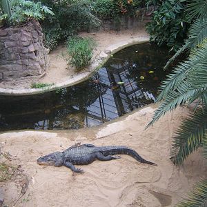 American Alligator