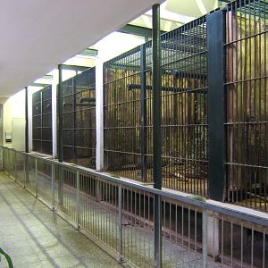 View inside the old Ape House