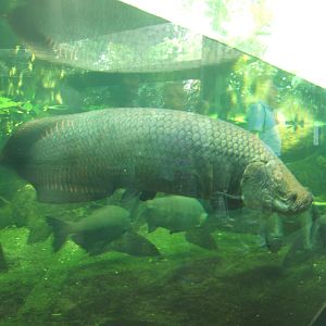 Arapaima (Arapaima gigas)