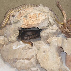 Woma Python (Aspidites ramsayi)