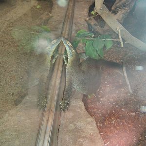 Mertens Water Monitor (Varnus mertensi)