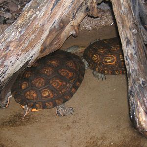 Ornate Wood Turtle (Rhinoclemmys pulcherrima manni)