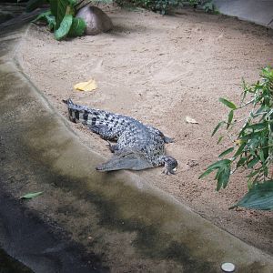 New Guinea Crocodile (Crocodylus novaeguineae)