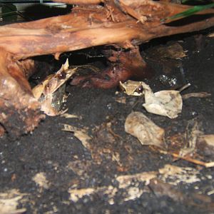 Malayan Horned Frog (Megophrys nasuta)