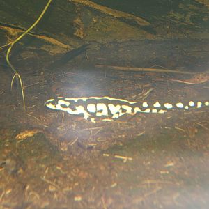 Kaisers Spotted Newt (Neurergus kaiseri)