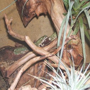 Eastern Green Toad (Bufo debilis)