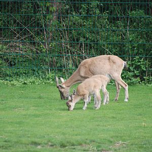 Turkmenian Markhor at Tierpark Berlin, 30/08/11