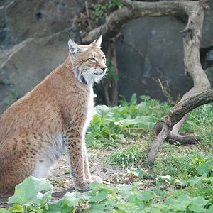 Altai Lynx at Tierpark Berlin, 30/08/11