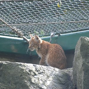 Altai Lynx Cub at Tierpark Berlin, 30/08/11
