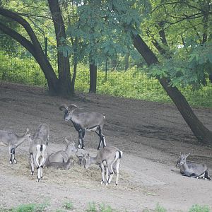 Chinese Bharal at Tierpark Berlin, 30/08/11