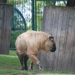 Szechuan Takin at Tierpark Berlin, 30/08/11