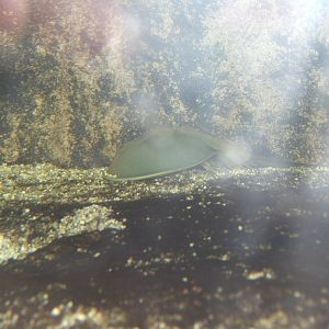 Horseshoe Crab (Carcinoscorpius rotundicauda)