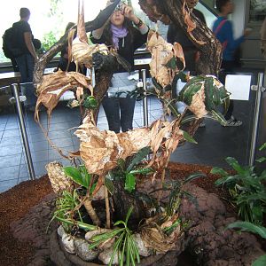 Red Weaver Ant exhibit