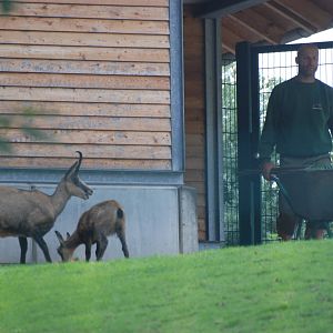 Chamois Keeping at Tierpark Berlin, 30/08/11