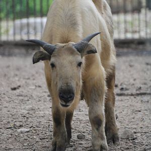 Golden Takin at Tierpark Berlin, 30/08/11