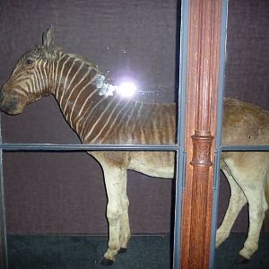 quagga jardin des plantes museum