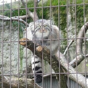 pallas cat jardin des plantes