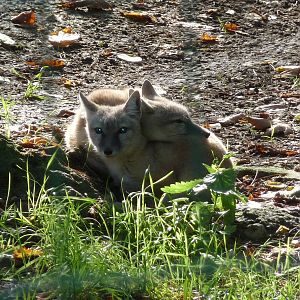 corsac foxes jardin des plantes