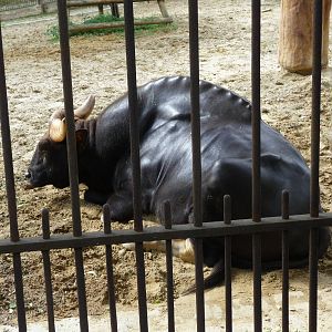 gaur jardin des plantes