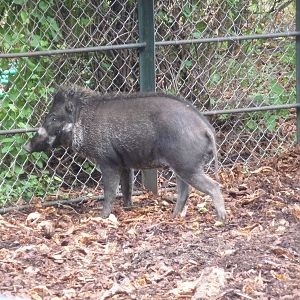 visayan warty pig Jardin des Plantes