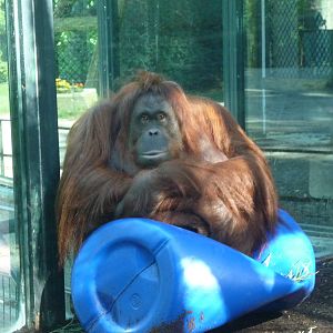 orangutan Jardin des Plantes