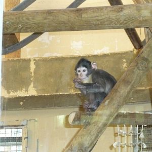 white crowned managebey Jardin des Plantes