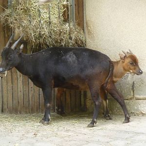 Anoa Jardin des Plantes