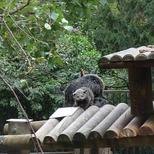 binturong jardin des Plantes