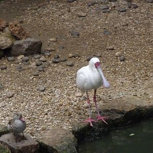african spoonbill and cape teal Jardin des plantes