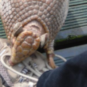 Dillan the Armadillo - Edinburgh Zoo (September 10th 2011)