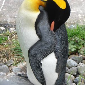 Sleepy Penguin - Edinburgh Zoo (September 10th 2011)