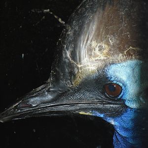 Cassowary - Edinburgh Zoo (September 10th 2011)