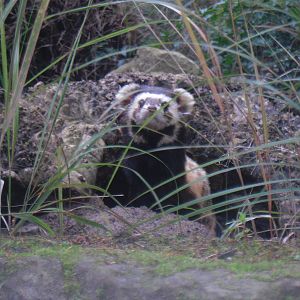 Marbled Polecat - Edinburgh Zoo (September 10th 2011)