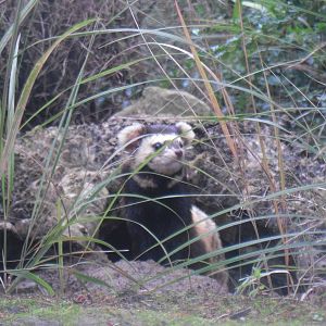 Marbled Polecat - Edinburgh Zoo (September 10th 2011)