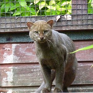 Jaguarundi