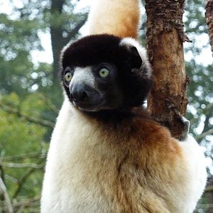 Crowned Sifaka
