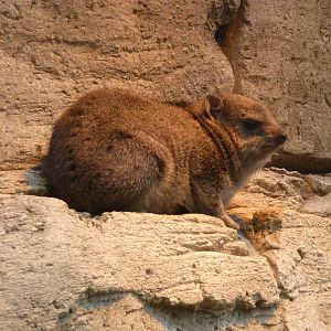 The restaurant's last hyrax