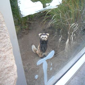 Marbled Polecat periscoping - Edinburgh Zoo (September 10 2011)