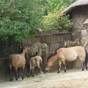 Przewalski horses Jardin des Plantes