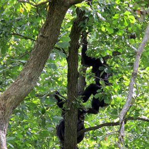 Chimpanzees in Tree