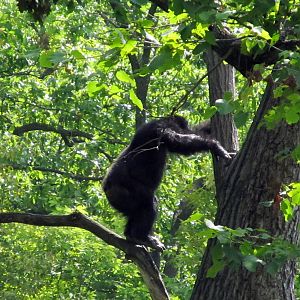 Chimpanzee in Tree