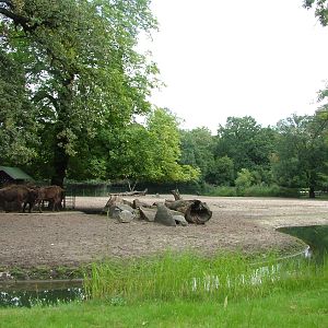 European Bison Exhibit at Tierpark Berlin, 30/08/11