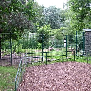 Dingo Exhibit at Tierpark Berlin, 30/08/11