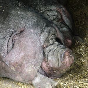 Meishan Pig at Tierpark Berlin, 30/08/11