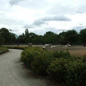 Domestic Animal Paddocks at Tierpark Berlin, 30/08/11