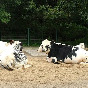 Fjaell Cattle at Tierpark Berlin, 30/08/11