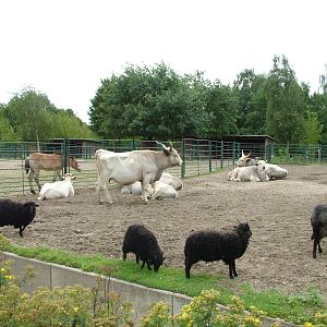 Hungarian Domestics at Tierpark Berlin, 30/08/11
