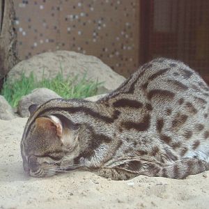 Chinese Leopard Cat at Tierpark Berlin, 30/08/11